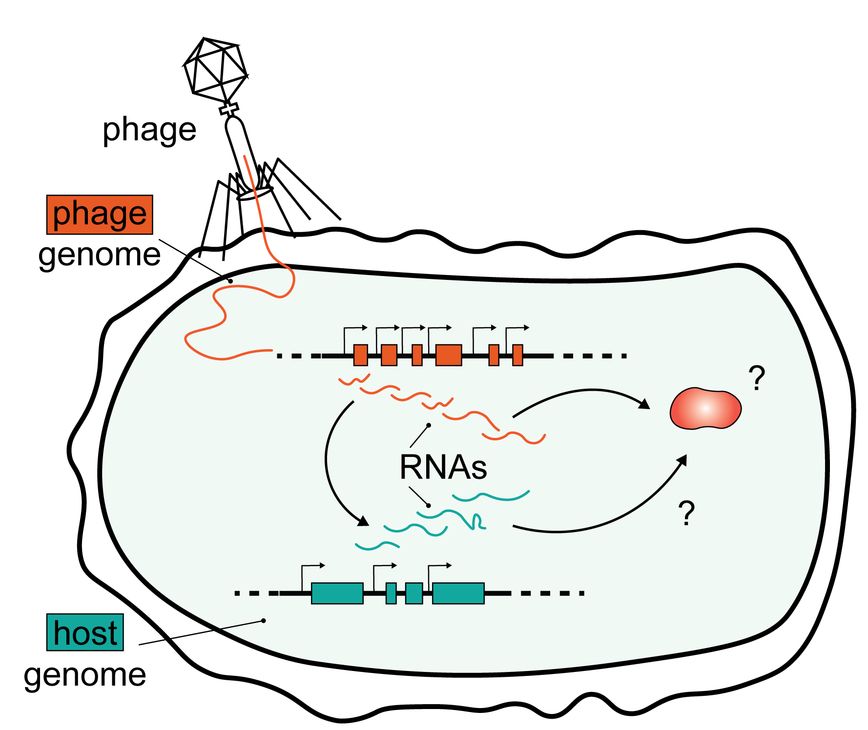 New OPUS grant from the National Science Centre for the lab